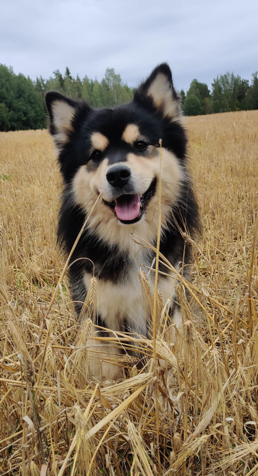 Sedecre´s Aikhaansaava "Reutu"