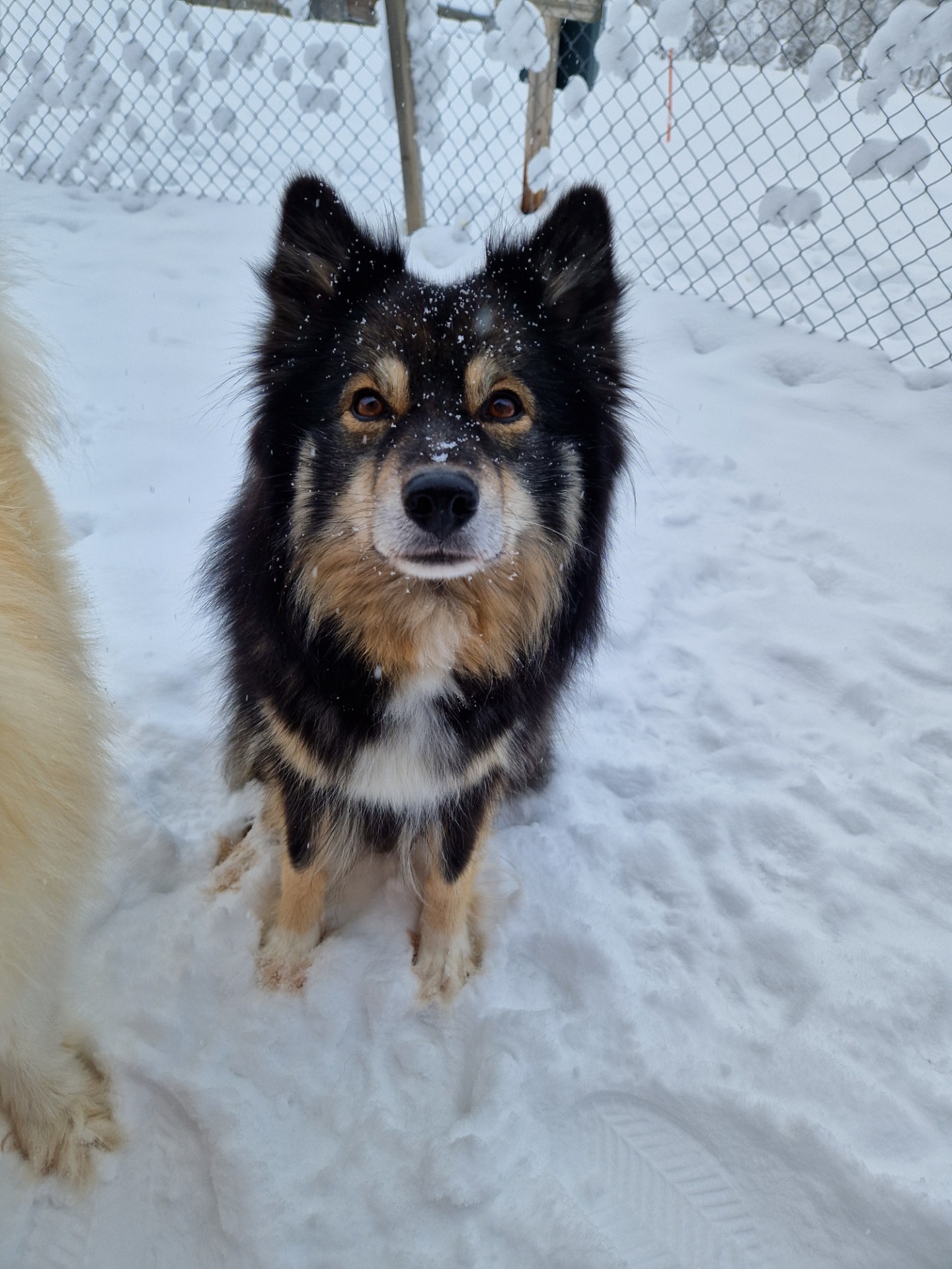 Tassutuvan Tunturintuoma "Pimu"